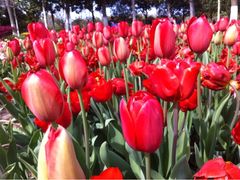 iphone_upload_pic-上海鲜花港