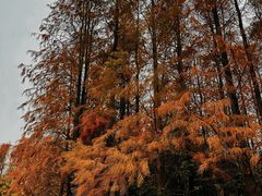 -上海海湾国家森林公园