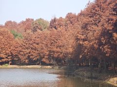 -上海海湾国家森林公园