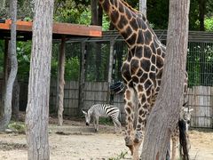 -清迈夜间动物园