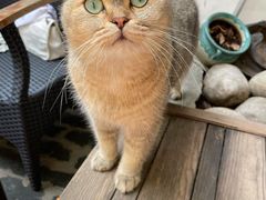 -喵屿·大理花园猫咖