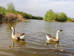 -西安浐灞国家湿地公园