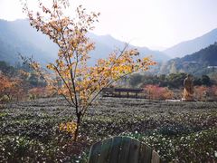 -天台国家森林公园水上茶乡九鹏溪