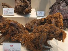 -广东中医药博物馆