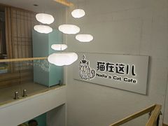 -猫在这儿猫咪咖啡馆·撸猫馆