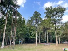 -南宁良凤江国家森林公园