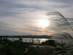 -烟墩角天鹅湖