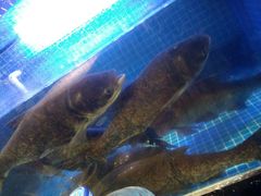 -姜君·千岛湖鱼头馆(浦东大道店)