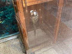 -上海大自然野生昆虫馆(东方明珠·爬宠昆虫探索中心)