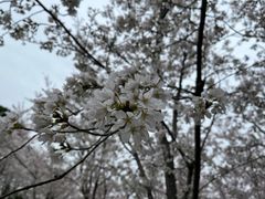 -径山花海