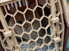 -四月宠物医院·猫专科·心脏专科·内科(转塘店)