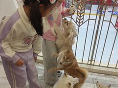 -柴犬小屋·柴餐厅·狗咖食堂(金鼎广场店)