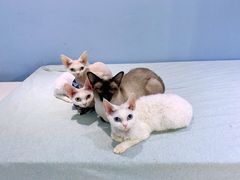 -喵的天空名猫咖啡馆·撸猫·猫舍·用品