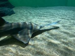 -上海海洋水族馆