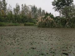 -白鹭湾湿地公园