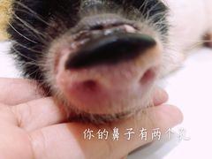 -柴源莊·柴小宠柴犬咖啡