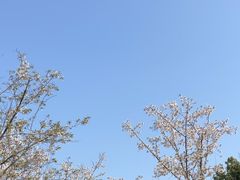 -雨花胜境