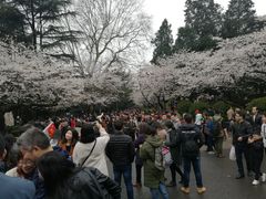 -武汉大学-樱园