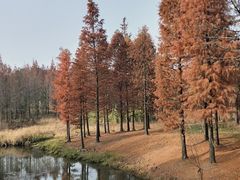 -贡湖湾湿地公园