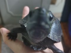 -灵龟之家百象馆(百象馆联合旗舰店)