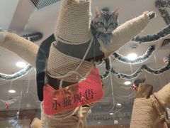-袖虎·猫馆(体育西路店)