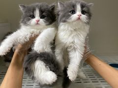 -lincat·猫舍(广州店)