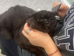 -爱洗澡的猫(望京店)