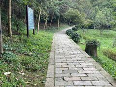 -上海佘山国家森林公园天马山园