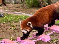 -灵玲国际马戏城
