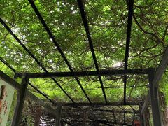 -桂湖森林公园