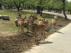 -西安秦岭野生动物园