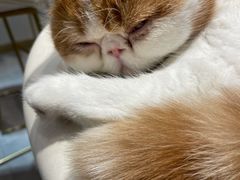 -飞行喵MR PILOT|猫舍·猫咖(静安大融城店)