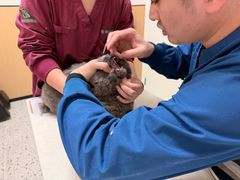 -瑞派康怡24h宠物医院·犬猫医疗中心·微创绝育(瑞景分院)