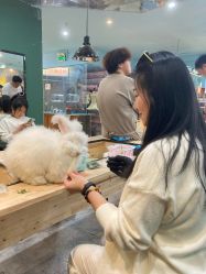 点击看大图 -神奇动物撸宠馆·羊驼·小浣熊·异宠(豫园店)