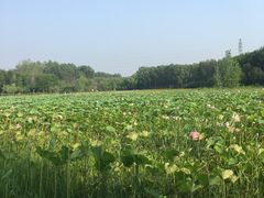 -东郊湿地公园