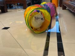 -糯米喵星人总部直营旗舰店·猫舍·幼猫出售