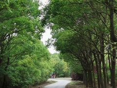 -上海海湾国家森林公园