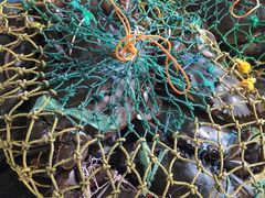 -尼甘布海鲜市场