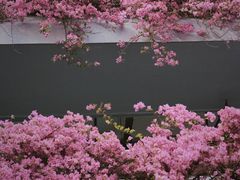 -深圳市中科院仙湖植物园