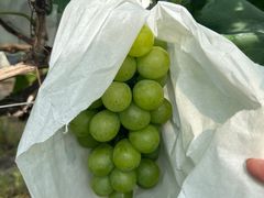 -马陆小张葡萄园农家乐