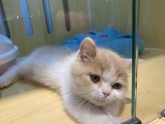 -momokira米努特·德文卷毛猫·棉花面纱犬
