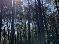-上海滨江森林公园