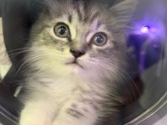 -拜鲁耶动物诊疗中心·宠家动物医院