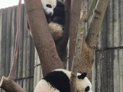 景点-成都大熊猫繁育研究基地