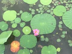 -白洋淀景区