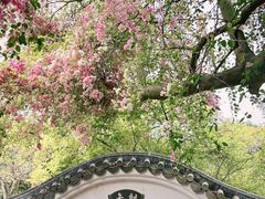 -深圳国际园林花卉博览园