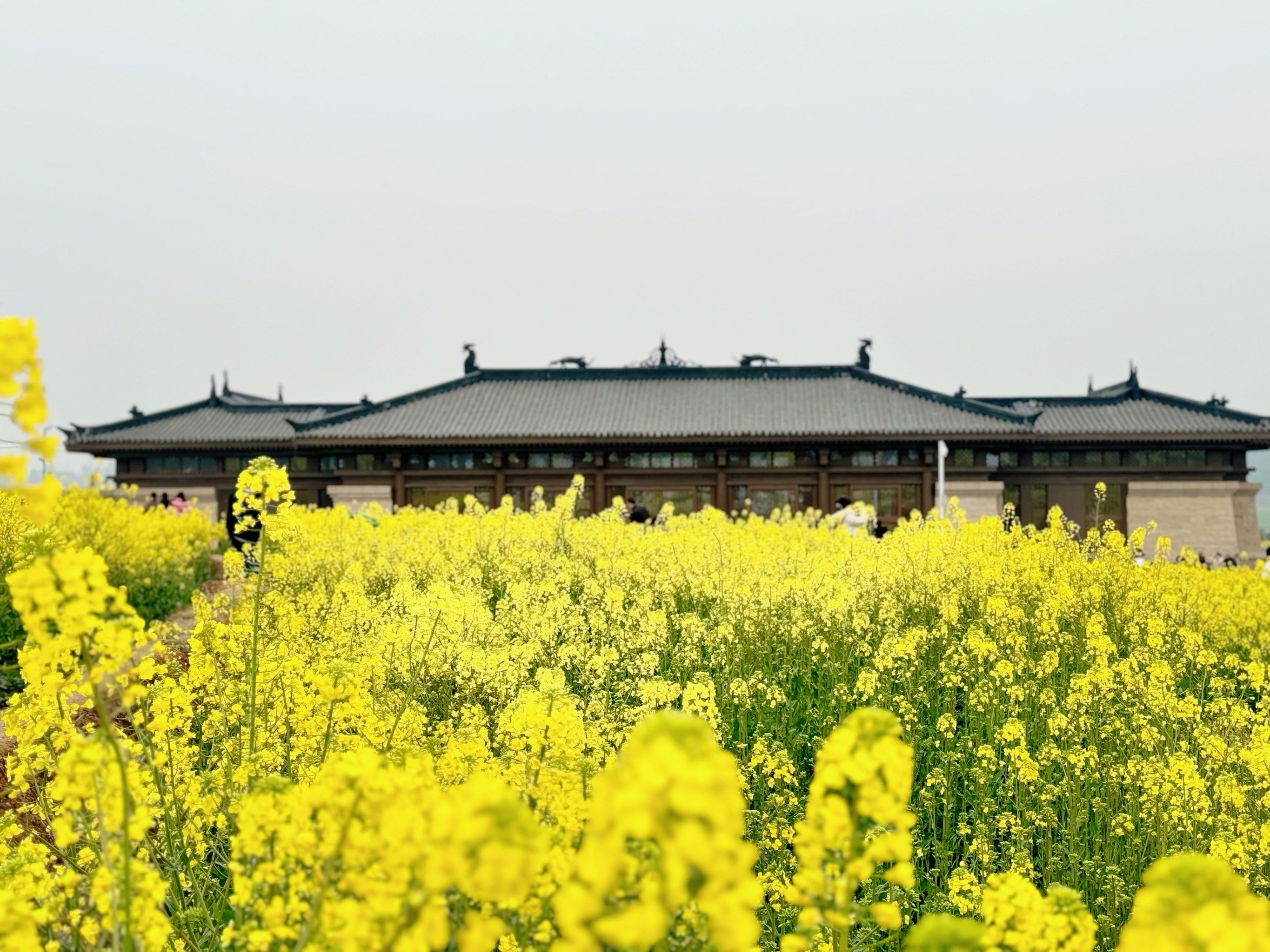 油菜花的斑斓世界 发个库存明年记得去