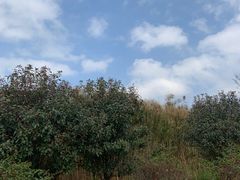 -飞凤山奥体公园