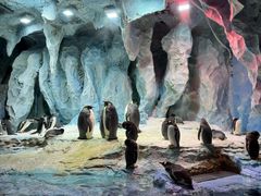 -帝企鹅自助餐厅•儿童岛•真企鹅(长隆企鹅酒店)