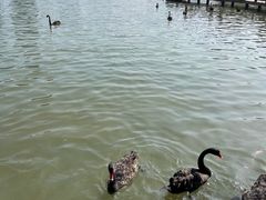 -五缘湾湿地公园